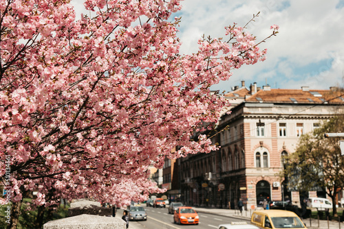 Blossoming tree photo