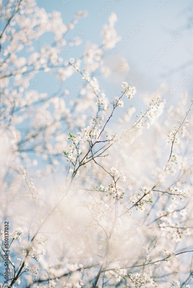 blooming tree blooming tree