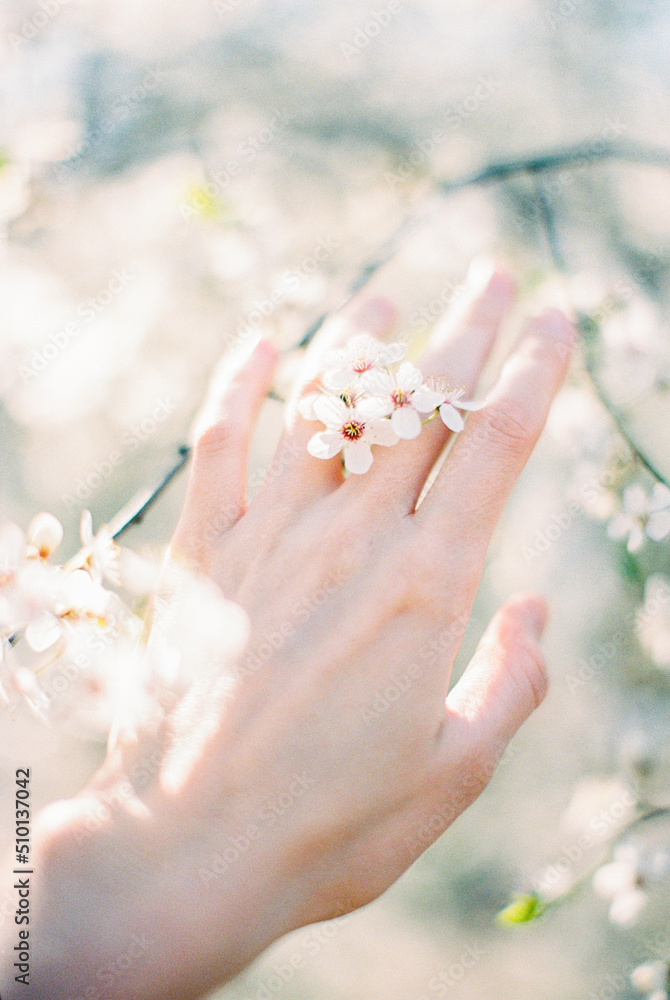 branch blooming with white flowers branch blooming with white flowers