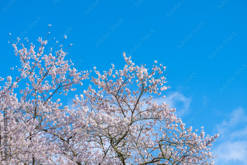 Full Bloom Cherry Blossom Branches Against Blue Skies Full Bloom Cherry Blossom Branches Against Blue Skies