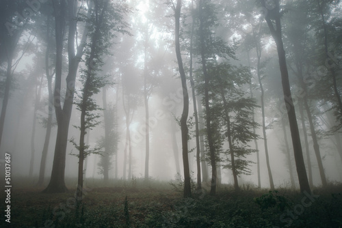 Surreal beautiful forest with fog photo