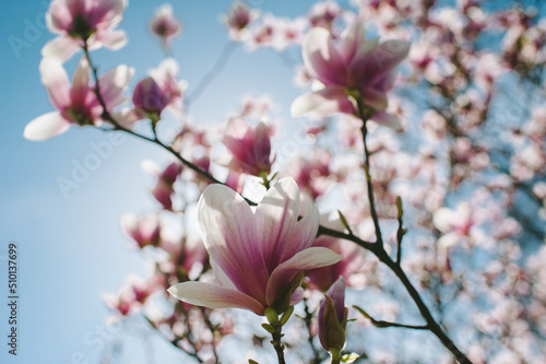 First blossom tree