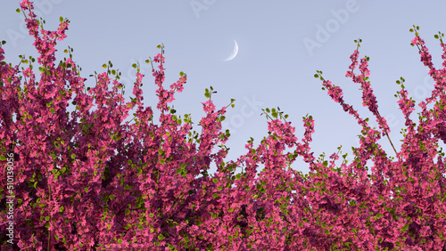 Cercis and the moon photo