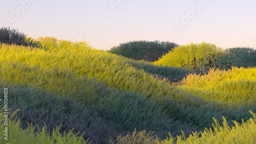 Colorful Grass FIeld