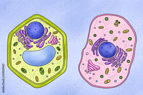 lllustration of the animal and plant cells photo