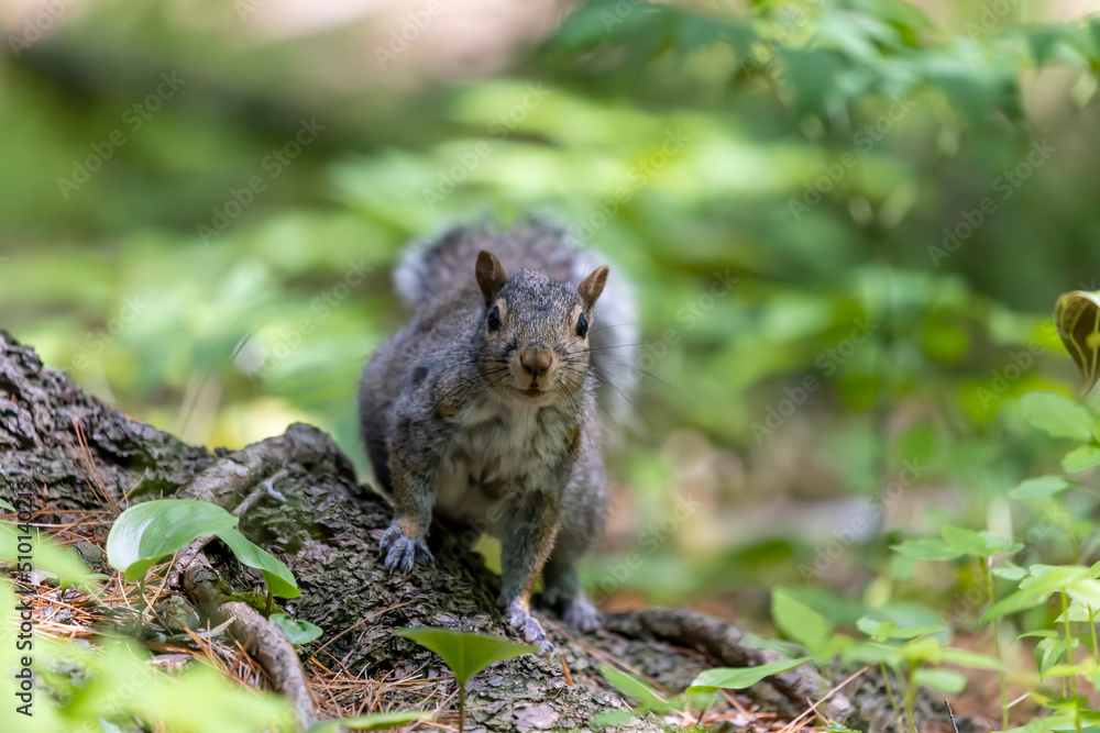 The eastern gray squirrel (Sciurus carolinensis) in the park The eastern gray squirrel (Sciurus carolinensis) in the park
