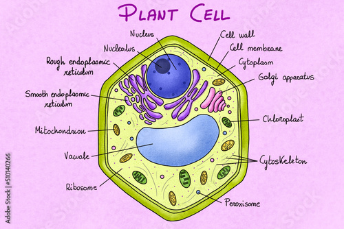 Plant cell anatomy photo
