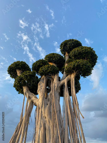 beautiful Tree With Bare Roots against blue sky