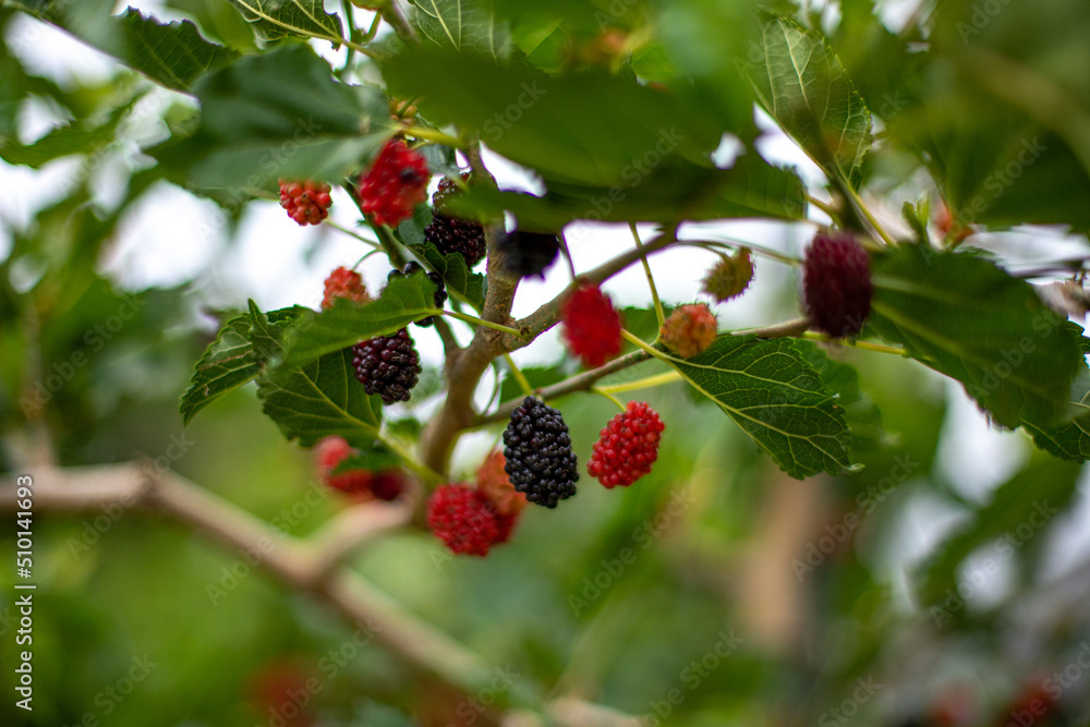 맛있게 익은 베리
delicious ripe berries 맛있게 익은 베리
delicious ripe berries