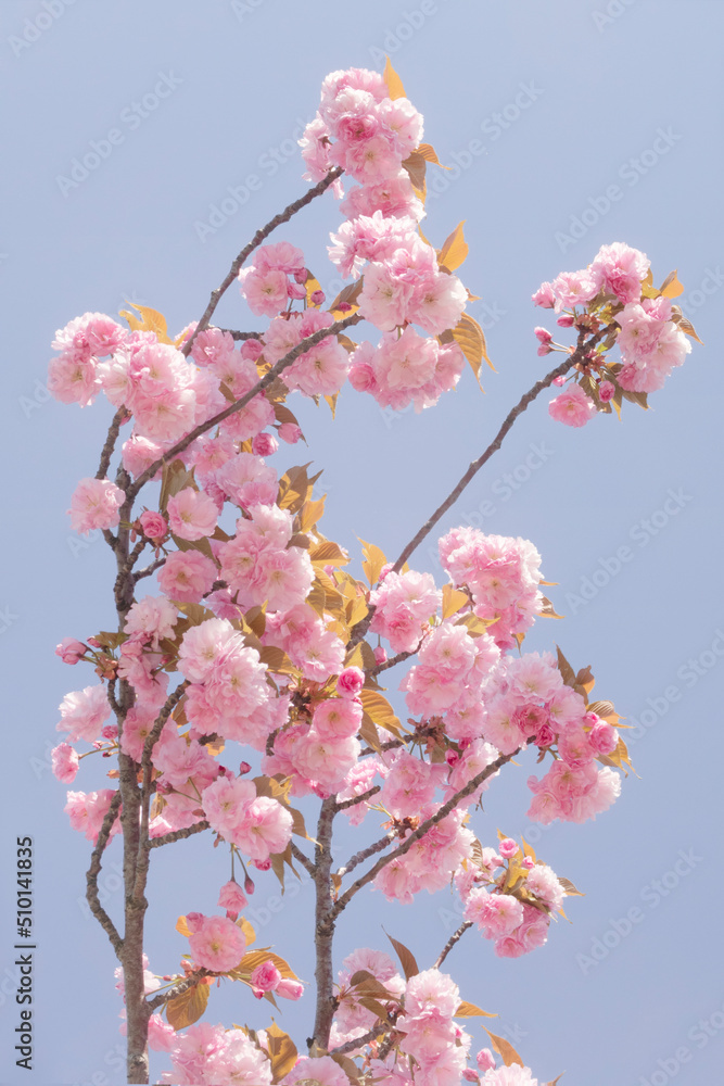 pastel pink cherry tree flower blossom and blue sky pastel pink cherry tree flower blossom and blue sky