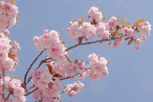 pastel pink cherry tree flower blossom and blue sky photo