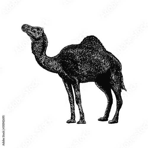 Photo camel hand drawing vector illustration isolated on  background