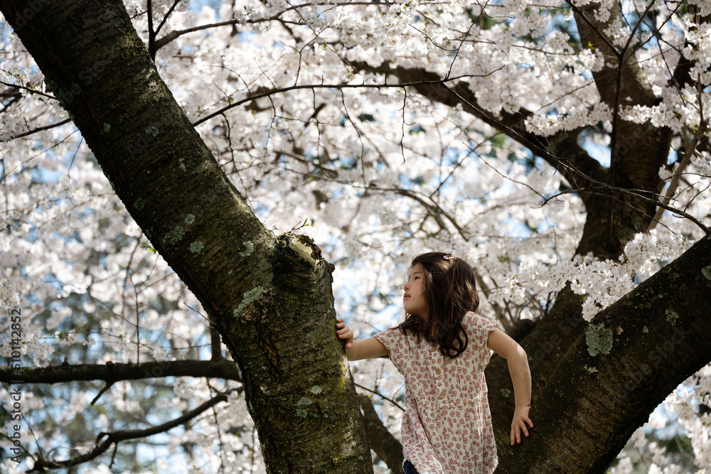 Child in cherry blossom tree