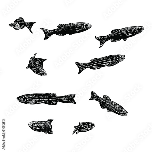 danios fish set hand drawing vector illustration isolated on background	 photo