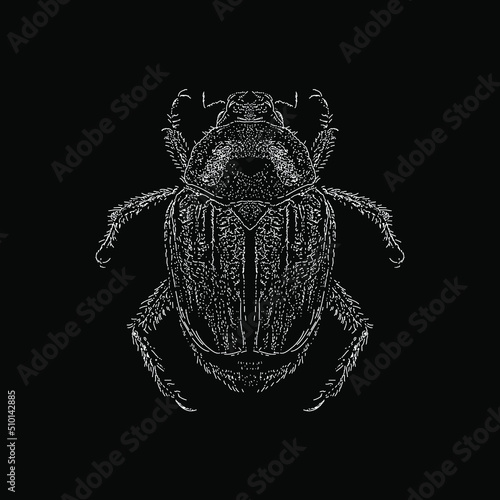 Japanese Beetle hand drawing vector illustration isolated on black background photo