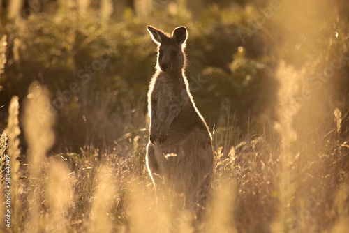 Young Native Australian Kangaroos foraging in the native grasslands on sunset at Wilsons Promontory National Park, Victoria