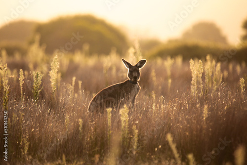 Young Native Australian Kangaroos foraging in the native grasslands on sunset at Wilsons Promontory National Park, Victoria