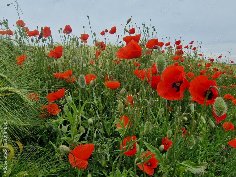 Naklejka premium Mohnblumenfeld im Sommer