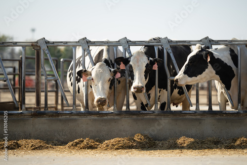 Cattle Farm photo