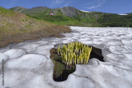 雪渓から芽を出したバイケイソウ（北海道・大雪山）
 photo