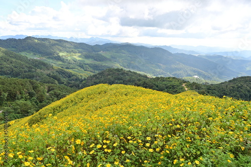 Beautiful view of Doi Mae U Khoti with yellow flowers blooming all over the mountain and blue sky. Mexican sunflowers bloom all over the mountain surrounding a U-shaped road. popular tourist 