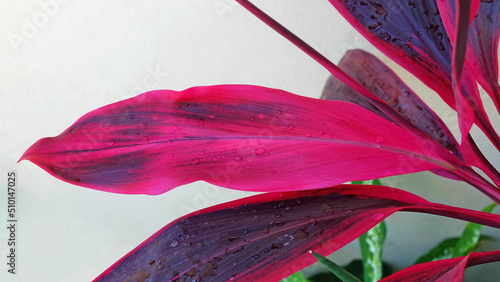 Close up Ti plant or Cordyline fruticosa leaves with water droplets on leaves in the rainy season, the freshness after the rain.