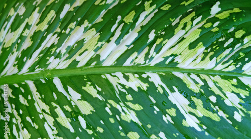 Detailed patterns and textures of Dumb cane leaves (Dieffenbachia seguine (Jacq.) Schott) with water droplets on leaves