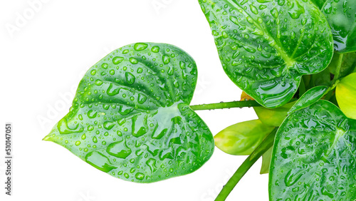 Fresh green foliage of Alocasia Cucullata, Hooded Dwarf, Elephant Ear with dazzling water droplets on white background.