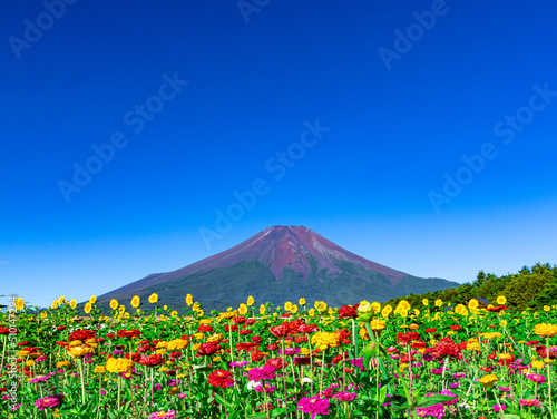 真夏の富士山と花々