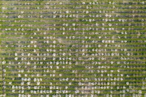 Agriculture: cherry tree plantation in bloom during spring