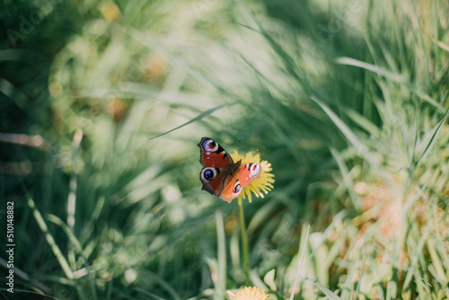 Peacock Butterfly photo