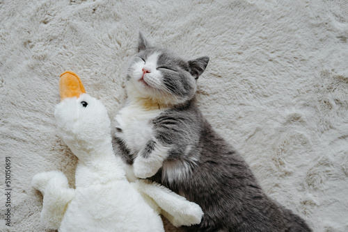 Munchkin cat sleeping with doll goose photo