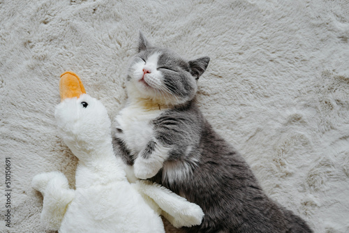 Munchkin cat sleeping with doll goose