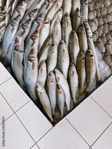 Fresh Fish in the shop photo