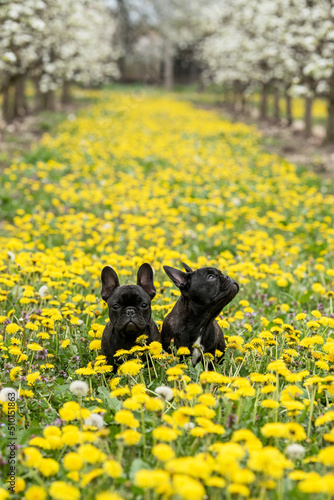 Puppies in the field photo