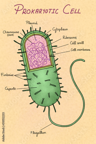 Prokaryotic cell anatomy illustration photo