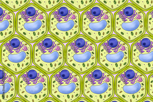 Repeating pattern of plant cells, illustration photo