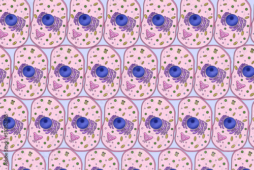 Repeating pattern of animal cells, illustration photo