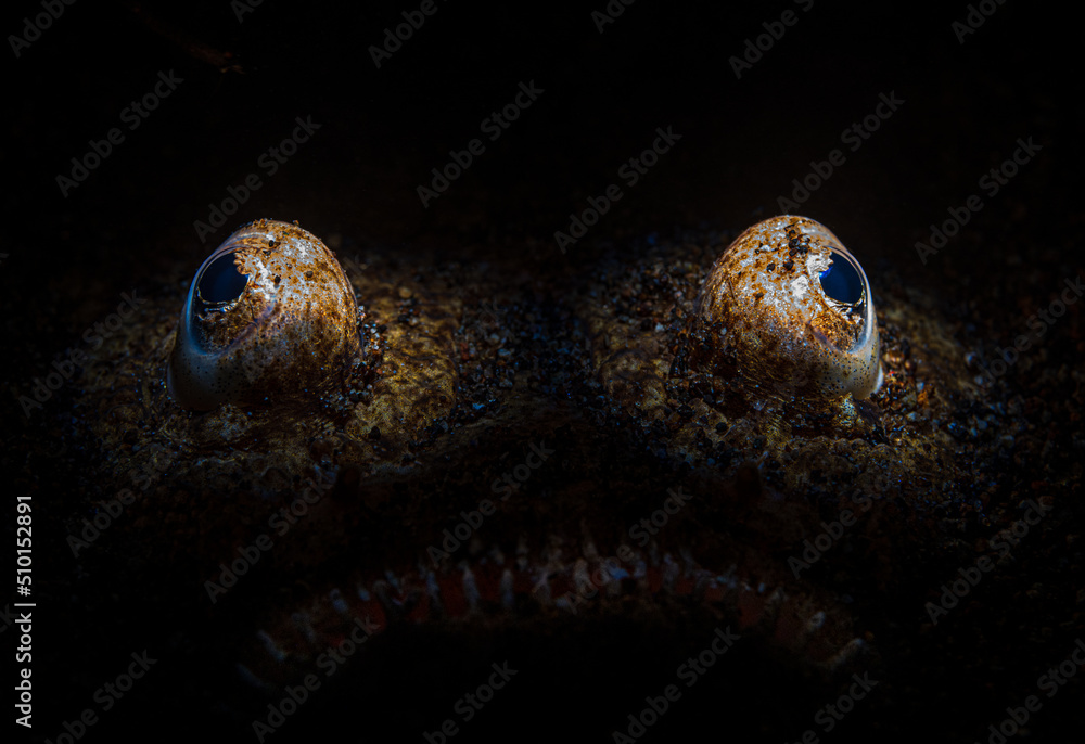 Uranoscopus is a genus of stargazer fish from the family Uranoscopidae. Uranoscopus is a genus of stargazer fish from the family Uranoscopidae.