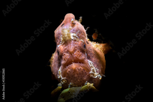 The frogfishes is a member of the anglerfish family Antennariidae, of the order Lophiiformes