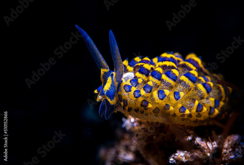 Nudibranch sea slug on the coral reef of macro paradise Lembeh on the tropical island of Sulawesi in Indonesia