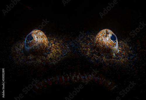 Foto Uranoscopus is a genus of stargazer fish from the family Uranoscopidae