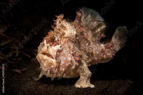 Frogfishes are any member of the anglerfish family Antennariidae, of the order Lophiiformes. Antennariids are known as anglerfish in Australia. Scuba diving on the coral reef of macro paradise Lembeh