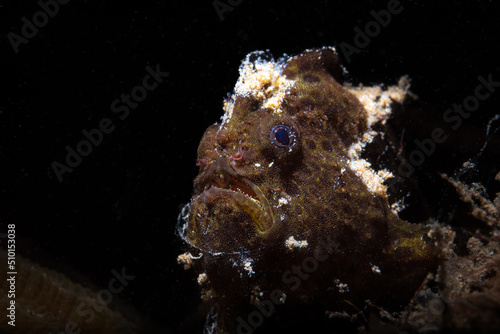 Frogfishes are any member of the anglerfish family Antennariidae, of the order Lophiiformes. Antennariids are known as anglerfish in Australia. Scuba diving on the coral reef of macro paradise Lembeh photo