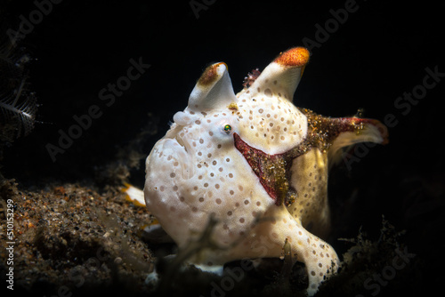The frogfishes is a member of the anglerfish family Antennariidae  of the order Lophiiformes