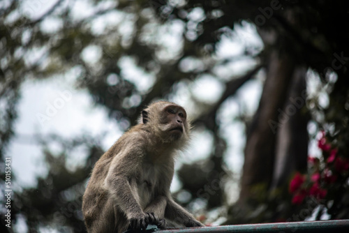 Close up photo of monkey and blurred background.