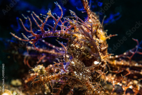 Rhinopias frondosa, the weedy scorpionfish or the weed fish, is a species of marine ray-finned fish belonging to the family Scorpaenidae, the scorpionfishes.
