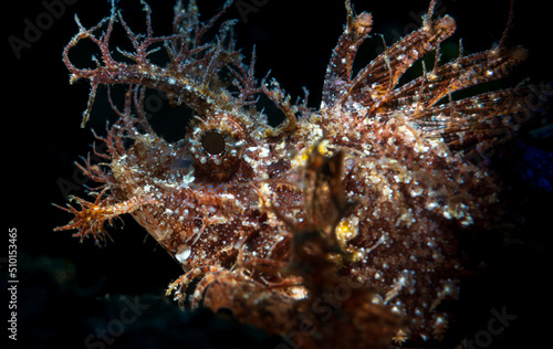 Rhinopias frondosa, the weedy scorpionfish or the weed fish, is a species of marine ray-finned fish belonging to the family Scorpaenidae, the scorpionfishes.