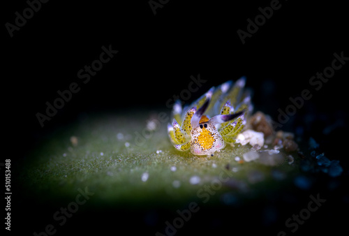 Nudibranch sea slug on the coral reef of macro photography paradise Lembeh in Northern Sulawesi in Indonesia.