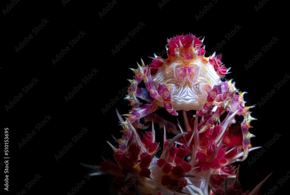 Hoplophrys oatesi is a very colourful candy crab that grows from 1.5 to 2 cm. It lives on various species of soft coral in the genus Dendronephthya. It camouflages itself. Hoplophrys oatesi is a very colourful candy crab that grows from 1.5 to 2 cm. It lives on various species of soft coral in the genus Dendronephthya. It camouflages itself.